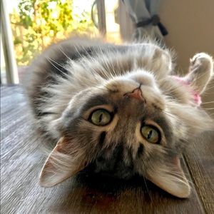 Meet your Posher, Carol